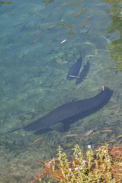Brazilian big  fish