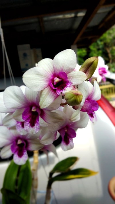 兰花的花