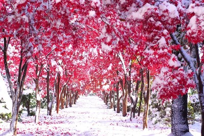 粉状的雪花在深秋中飞舞