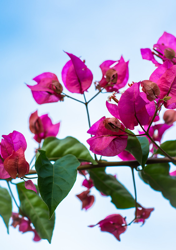 叶子花属