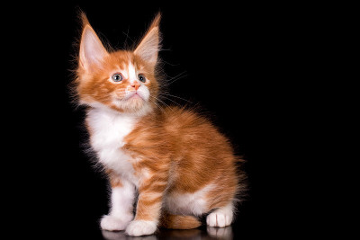 黑色背景上的缅因猫。