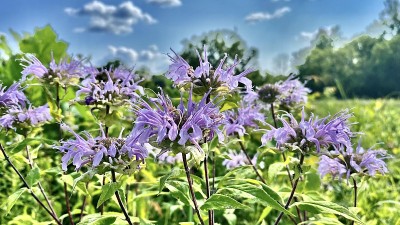 阳光下的紫色佛手柑花/蒙那达花