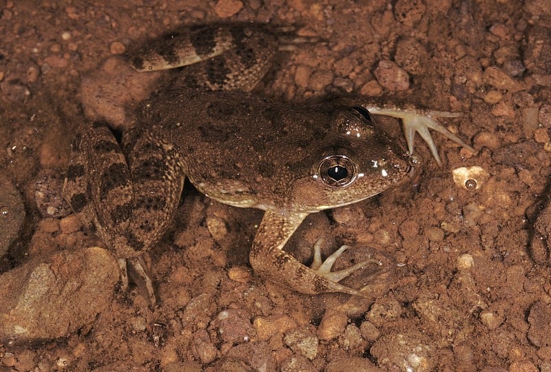 Occidozyga Cyanophlyctis。印度的跳蛙。水蛙一种中等大小的青蛙，通常生活在水中