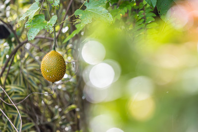 树上的Gac果(小菠萝蜜，角葫芦，刺苦瓜，甜瓜)。Momordica cochinchinensis