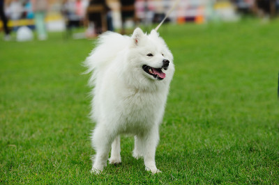 狗