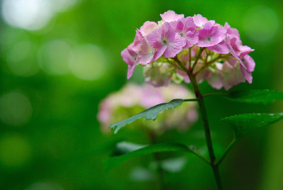绣球花