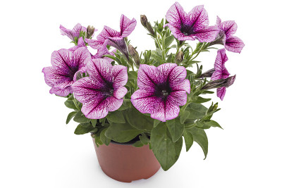 佩妮鲜花