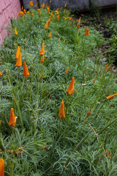 Eschscholzia californica。封闭的味蕾。这些花是亮橙色的。