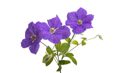 铁线莲花朵孤立