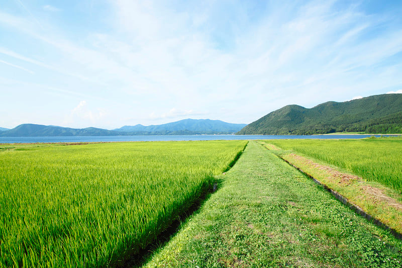 稻穗和湖水