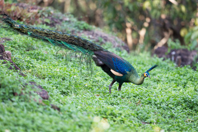 雄性绿色孔雀或爪哇孔雀(Pavo muticus)