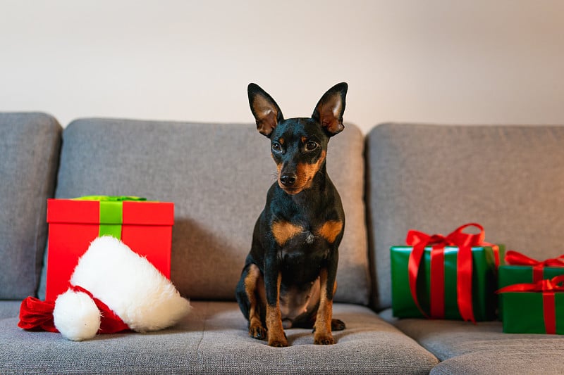 沙发上的黑色和tun迷你pinscher，礼物和礼品盒