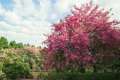 Chorisia speciosa
