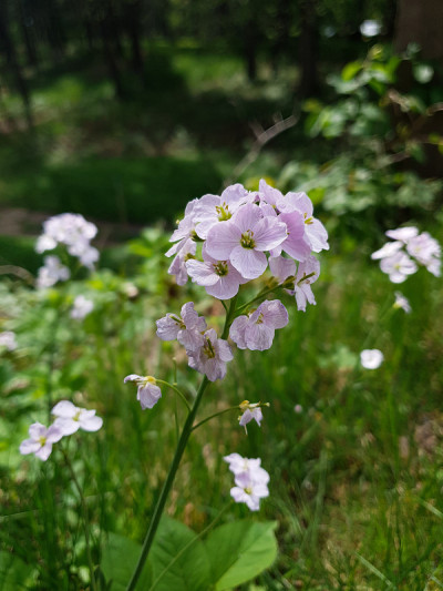 特写的白花酢浆草