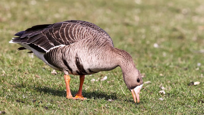 大白额鹅(Anser albifrons)是一种与小白额鹅(a . erythropus)有亲缘关系