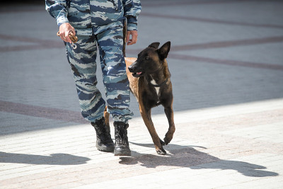 带训犬员的警犬