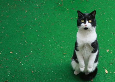 猫站在