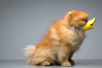 犬种斯皮兹鸭