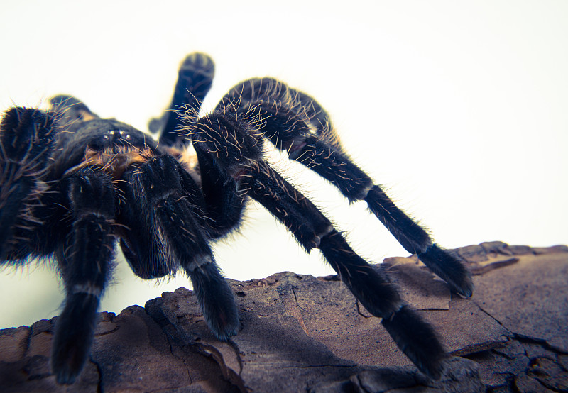 墨西哥蜘蛛-狼蛛特写(brachypelma albopilosum)