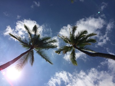 棕榈树