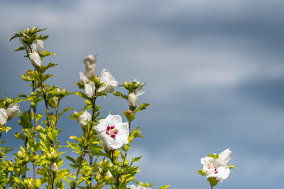 夏花