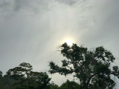 树和太阳