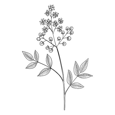 矢量图指甲花