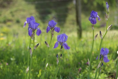 蓝色虹膜