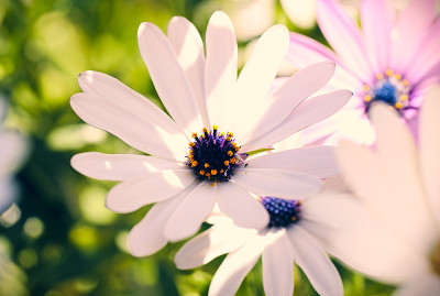 雏菊花