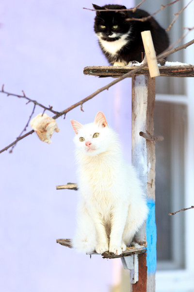 猫。