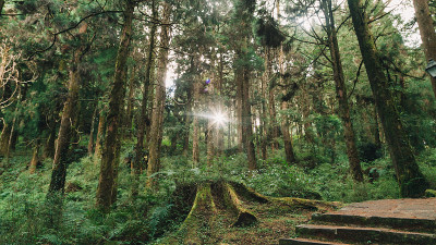 在阿里山森林