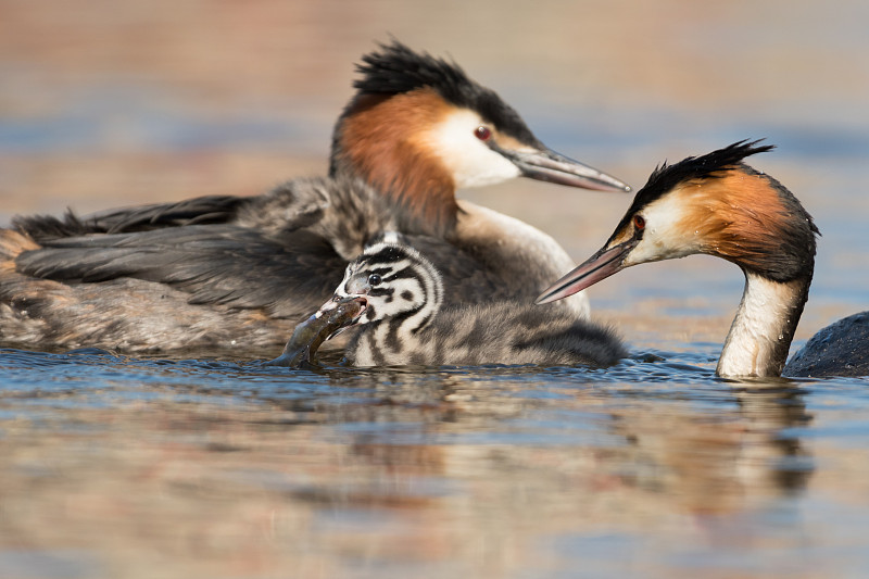 大冠毛鸊鷉(Podiceps cristatus)喂养它的幼鱼。四只小鸊鷉的父母把它们照顾得很好!他