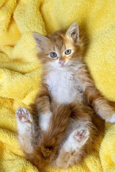 可爱的橘色小猫，缅因猫