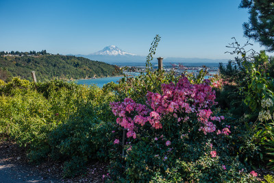 山与粉花