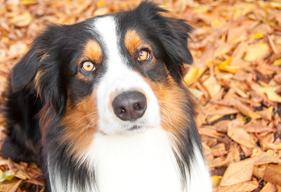 澳大利亚牧羊犬