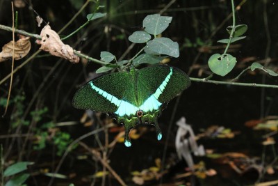翡翠燕尾蝶(Papilio palinurus)，翡翠孔雀或绿色带状孔雀坐在一片树叶上。Odisha