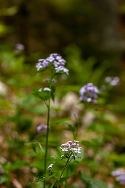 月月花在山上