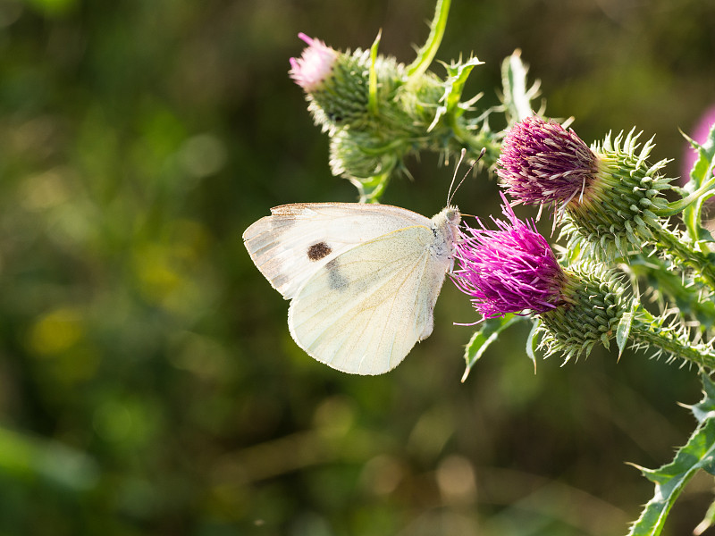 白蝴蝶(Pieris brassicae，卷心菜蝴蝶)