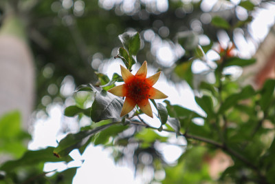 美丽的石榴花与黄色的花瓣阴影。石榴(Punica granatum)是一种果实累累的落叶灌木，属石榴
