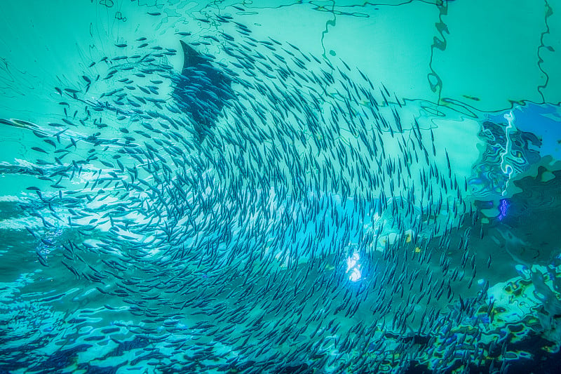 大型水族馆里的鱼