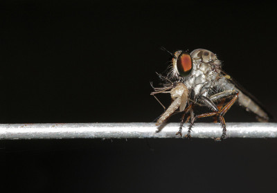 Roberfly昆虫