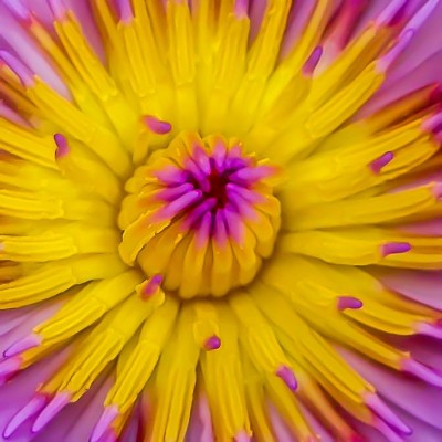 黄色的花