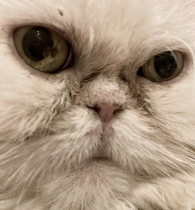 猫看，猫的眼睛，眼睛。
