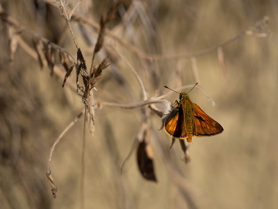 大蝴蝶(Ochlodes sylvanus)