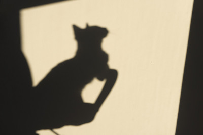 轮廓的猫
