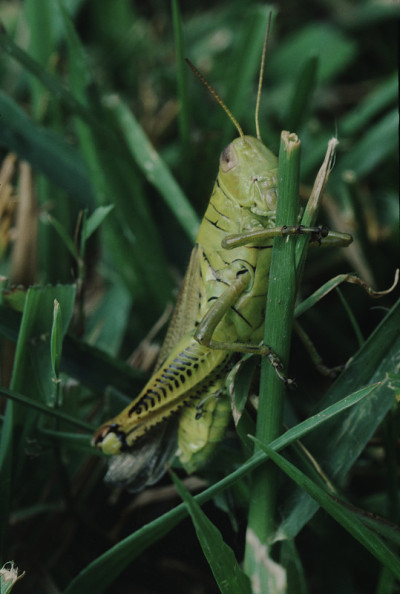 短角蚱蜢(Caelifera)