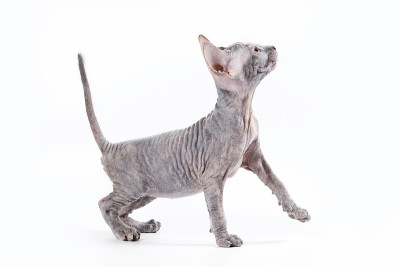 Sphynx小猫