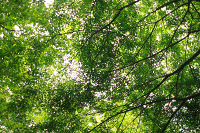 forest9