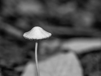 在森林里发现了一种孤立的野生蘑菇