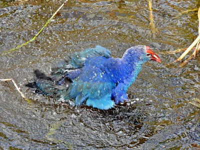 佛罗里达湿地中正在洗澡的灰头沼泽鸟(Porphyrio poliocephalus)